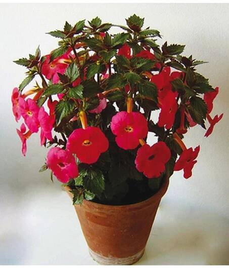 Achimenes HARRY WILLIAMS - honzík, bouloň - Lukon Glads s.r.o.