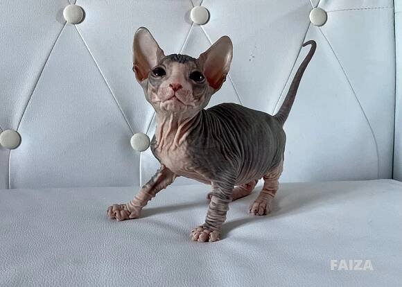Reservation of the kitten Boucheron*CZ Faiza - Cat kennel Donsky Sphynx and Ukrainian Levkoy