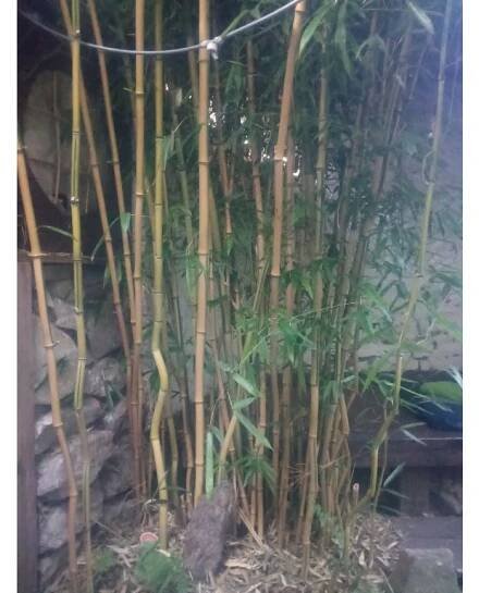 Phyllostachys aureosulcata spectabilis - Bambusový obchod