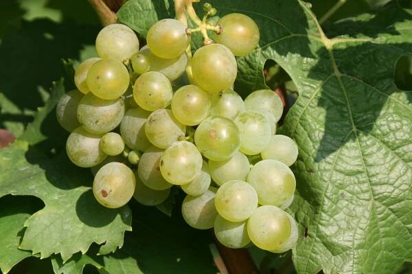 Müller Thurgau - nejznámější odrůdy bílého vína