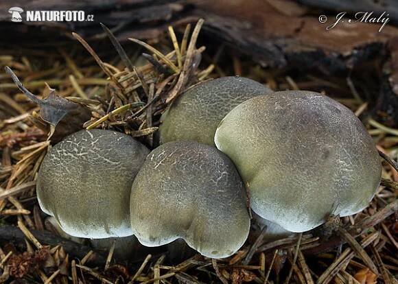 čirůvka mýdlová | Naturfoto.cz