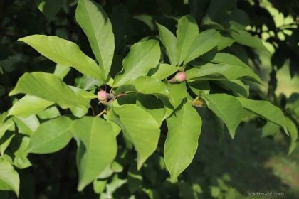 Šácholan - Magnolia x kewensis