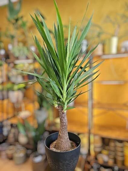 Yucca Elephantipes