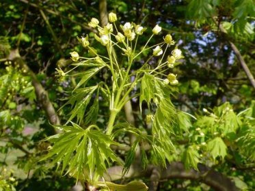 Acer platanoides 'Dissectum'