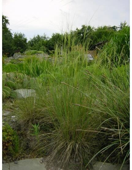Stipa capillata - kavyl vláskovitý