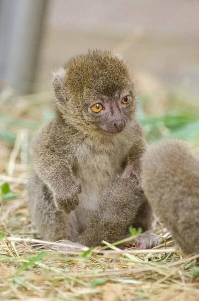 Seznamte se s novým skrytým pokladem Zoo Ostrava | iportaL24.cz