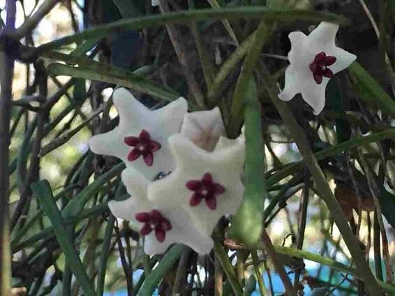 Hoya Retusa 