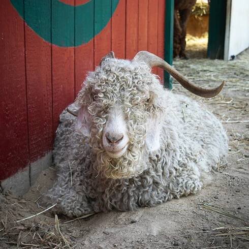 Goats and Sheep — SoL Criations Farm Sanctuary