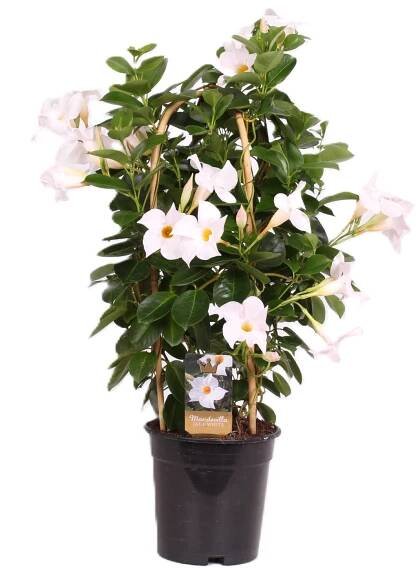 Royal Lemkes Mandevila (Mandevilla) různé barvy výška 50-55 cm, pr. cca 17 cm