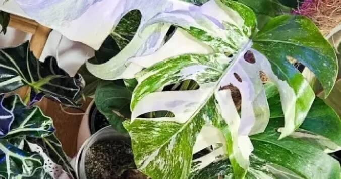 Monstera Alba Variegata