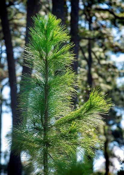   Loblolly pines thrive in Wildlife Habitat Council forested area  