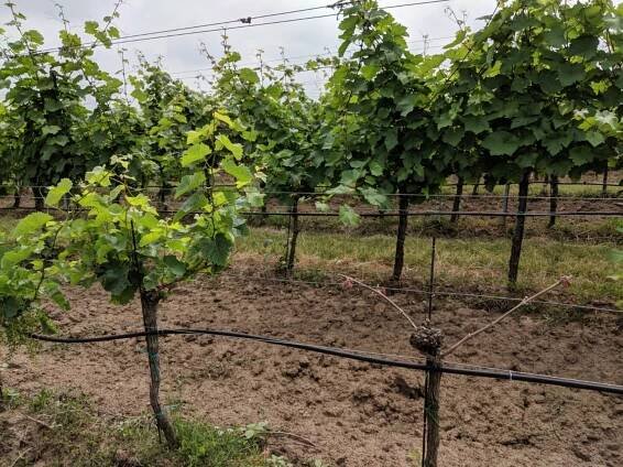 Vinice ohrožují choroby kmene révy vinné