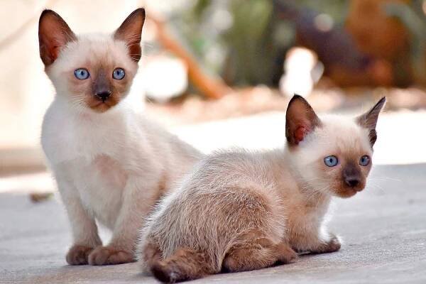 Pair of siamese kittens