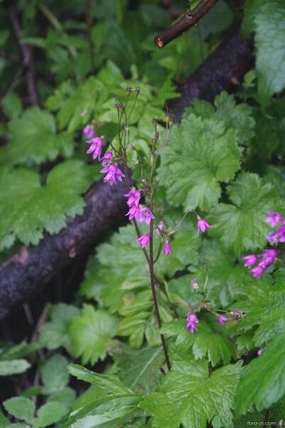 Kruhatka Matthiolova (Cortusa matthioli)