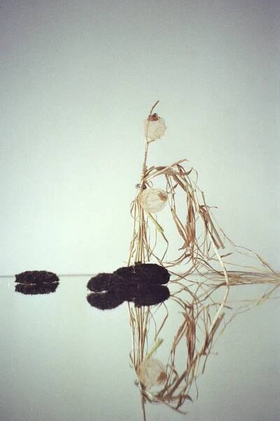 Fonderie Darling | Li Lian Obwegeser, Sun