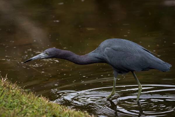 Little Blue Heron - Florida