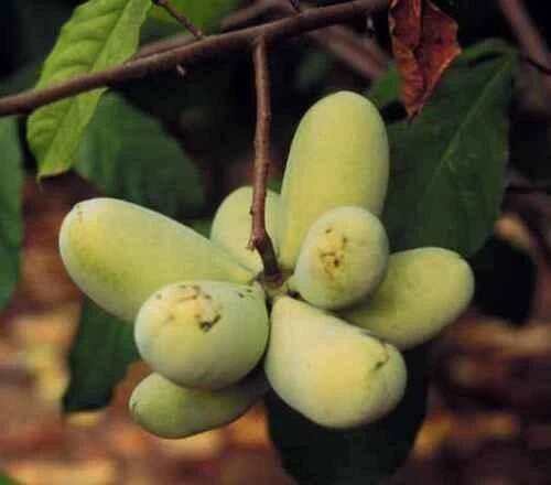 Asimina triloba ́SAA Zimmerman ́ - muďoul trojlaločný