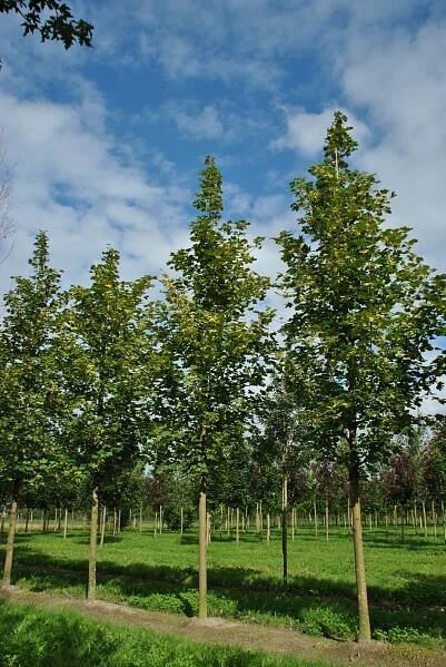 Acer platanoides 'Farlake's Green'