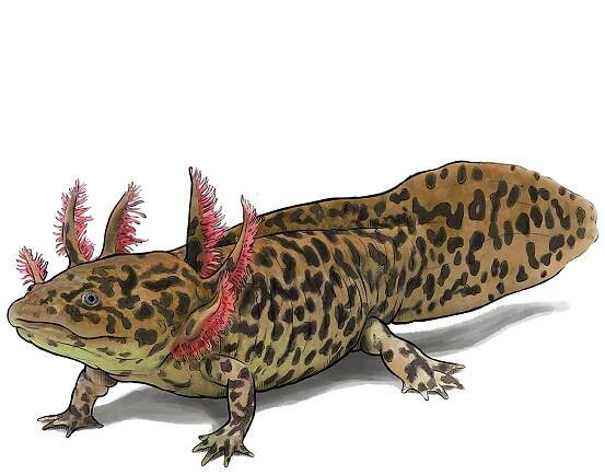 Anderson’s Salamander