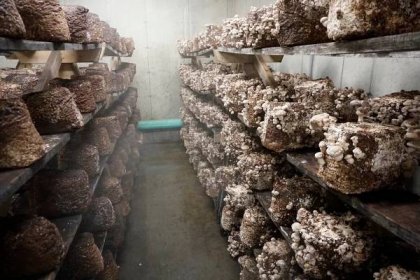 Sbírání hub - Pěstování hub 