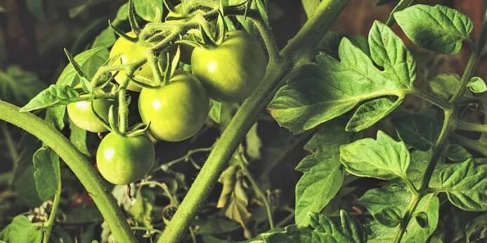 Stonky, listy i zelené nezralé plody rajčat (Solanum lycopersicum) – obsahují solanin, látku pro psy toxickou.