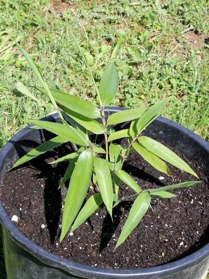 Phyllostachys Pubescens Moso - Cold-hardy.com
