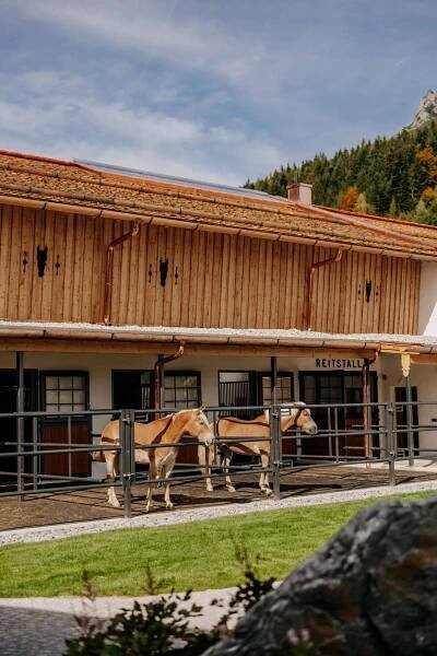 Haflinger Pferde im Reitstall in Leongang