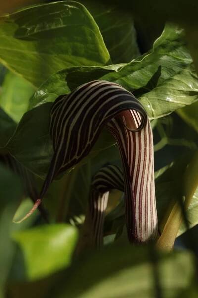 Popis Arisaema fargesii