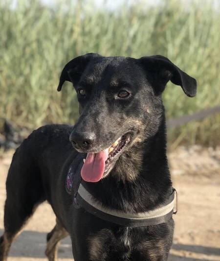 Rufus