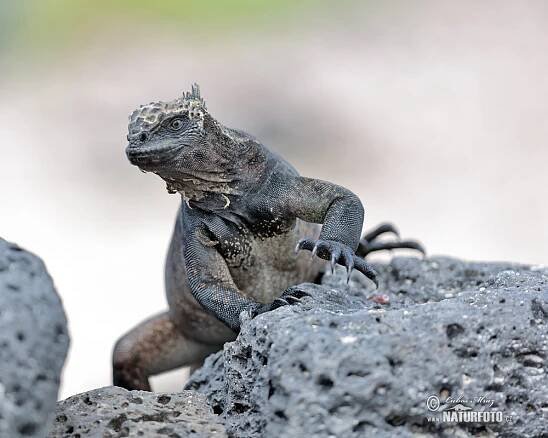 Leguán mořský | Naturfoto.cz