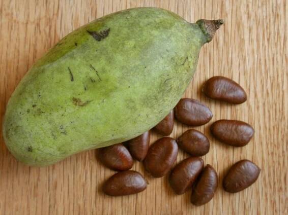 About Pawpaw Trees: Tips For Planting A Pawpaw Tree