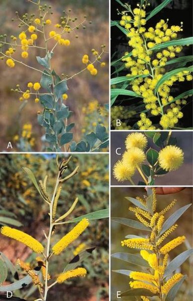 Advances in Legume Systematics 14. Classification of Caesalpinioideae. Part 2: Higher-level classification
