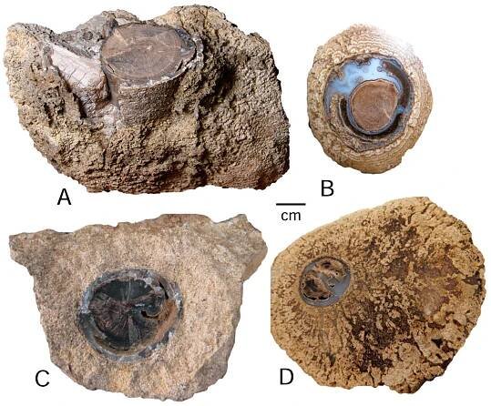 Mineralogy of Eocene Fossil Wood from the “Blue Forest” Locality, Southwestern Wyoming, United States