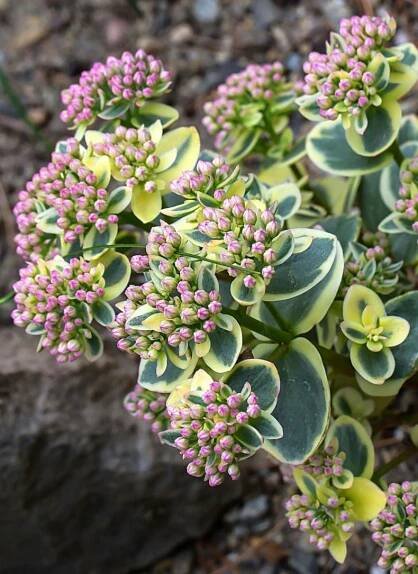 Sedum nebo rozchodník: oblíbené druhy s fotografiemi, výsadbou, péčí, reprodukcí
