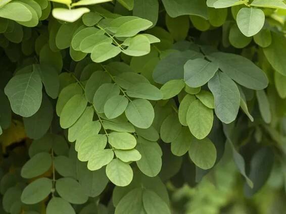 Robinia pseudoacacia Umbraculifera 1200x630 proportionalsmallest