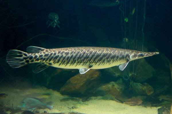 arapaima: druh ryb z čeledi Osteoglossidae