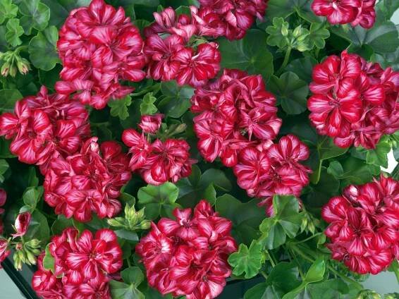 Muškát převislý Maremma Mex Dark Cherry White