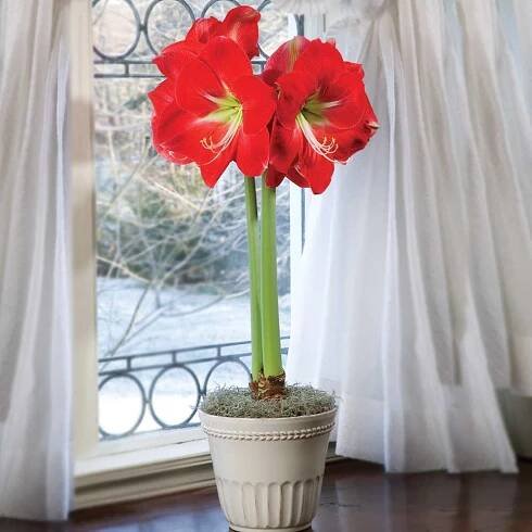 Amaryllis 'Monaco'