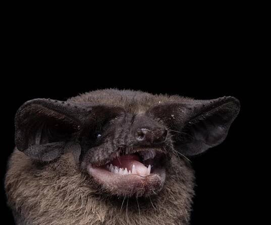 Night Wings & Literary Dreams: Bats in Storytelling - Bat Conservation International