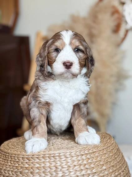 Past Puppies - Sac River Goldendoodles & Bernedoodles
