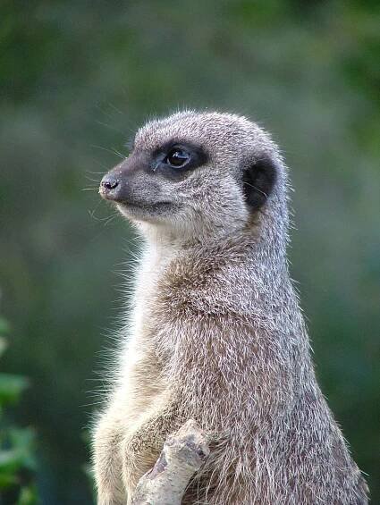 Meerkat - Dublin Zoo