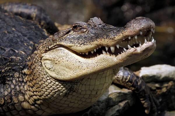 Krokodýlí farma zkrachovala. Podnikatel opustil stovky zvířat, můžou utéct a útočit