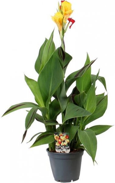 Dosna (Canna), pr. kv. 23 cm