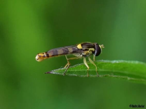 Sphaerophoria - pestřenka | Syrphidae - pestřenkovití | Natura Bohemica