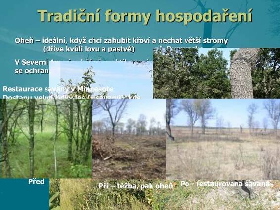 PPT - Co je to přirozený les? PowerPoint Presentation, free download - ID:4550998