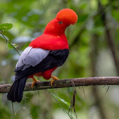 Rupicola peruviana 