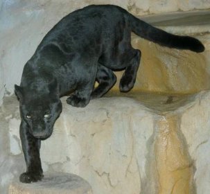 Černý jaguár nadějí pro chov v Zoo Olomouc | Témata