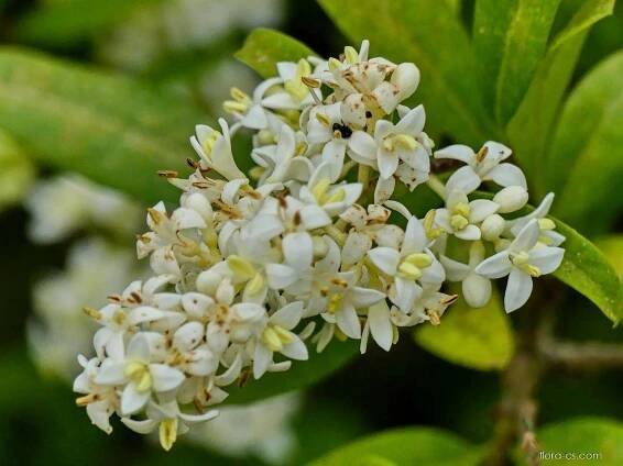 Ptačí zob obecný (Ligustrum vulgare)