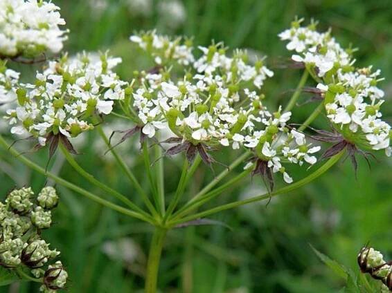 Laserpitium prutenicum - foto: Vít Grulich