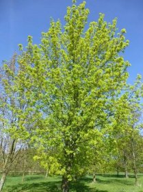Javor mléč Emerald Queen - habitus v květu (Acer platanoides)